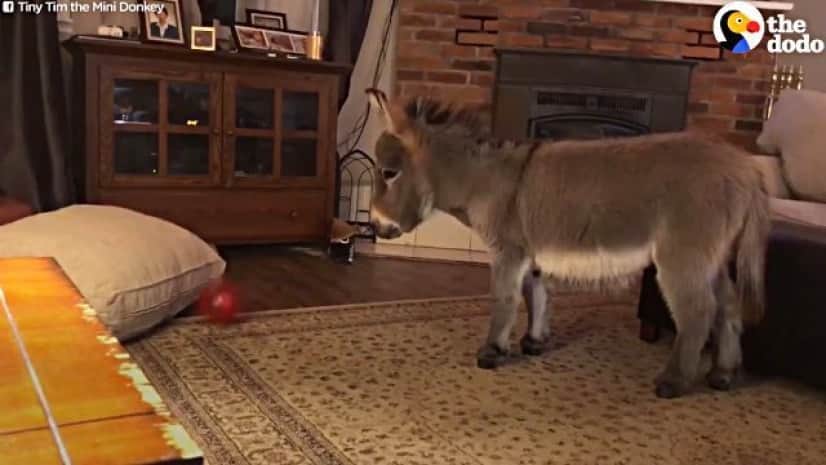 tinytimdonkey4