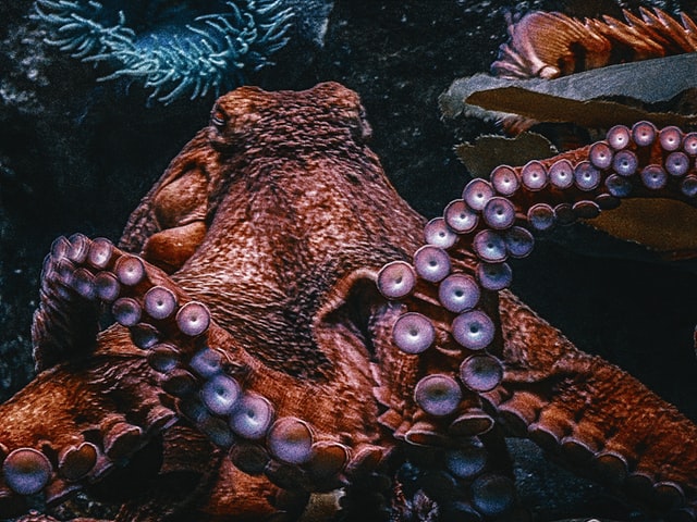 k-mitch-hodge-5Z_LsvrgABc-unsplash
