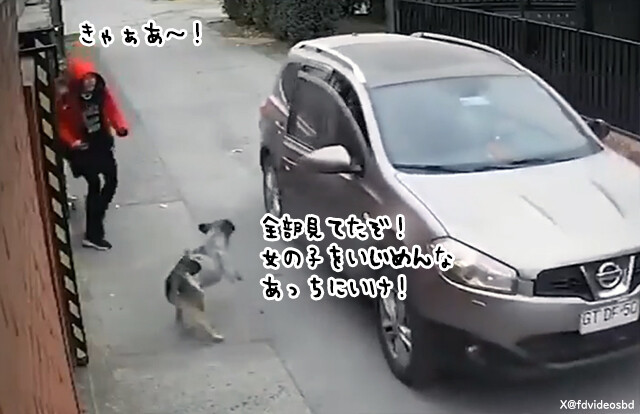 窃盗犯に脅されていた少女を犬が救う。男の乗る車に立ちはだかる
