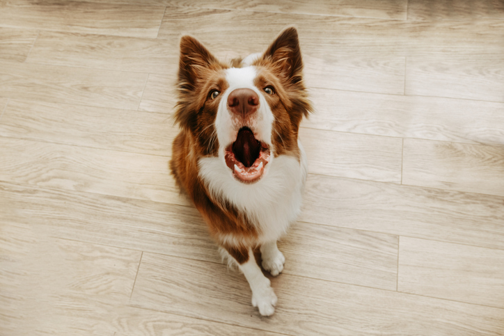 遊びたいの？怒ってるの？犬の吠えている鳴き声をAIでで解読する試み
