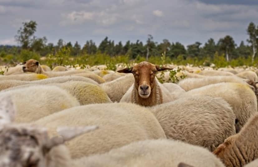 herd-of-sheep-g8018e7c45_640_e