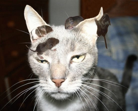 ペットの猫が新型インフルエンザ感染 世界初 カラパイア ペットの猫が新型インフルエンザ感染 世界初 カラパイア