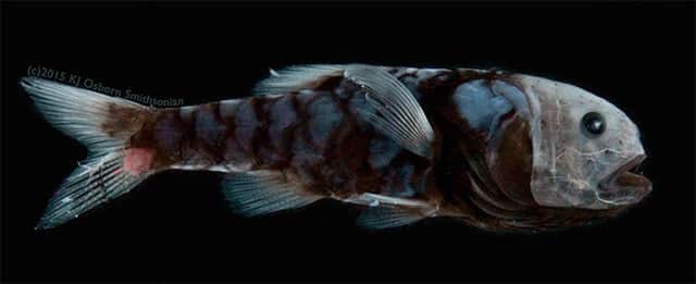 深海のベンタブラック 光を99 5 以上吸収してしまう暗黒ステルスを身につけた魚たち カラパイア