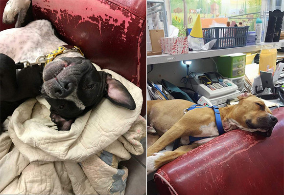 いらなくなったソファで犬たちを幸せにできる アメリカで注目を集めている 不要のソファを動物たちに寄付 プロジェクト カラパイア