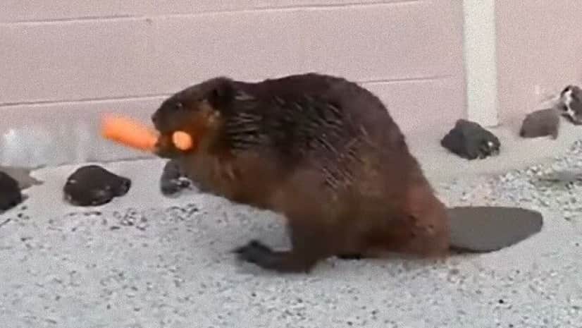 そこのけそこのけビーバーが通る 仲間のために人参を運ぶビーバーに関する海外の反応 カラパイア そこのけそこのけビーバーが通る 仲間のために人参を運ぶビーバーに関する海外の反応 カラパイア