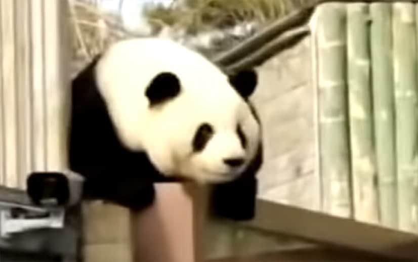 動物園からパンダが脱走 想定外の事案になぜかほっこり カラパイア