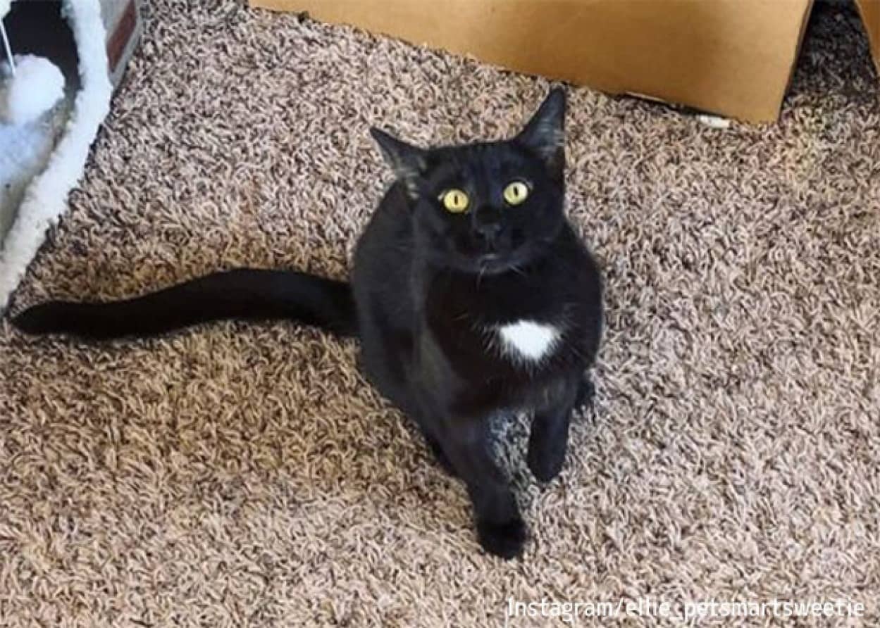 人間の愛情を求めている猫が最適の飼い主を得る
