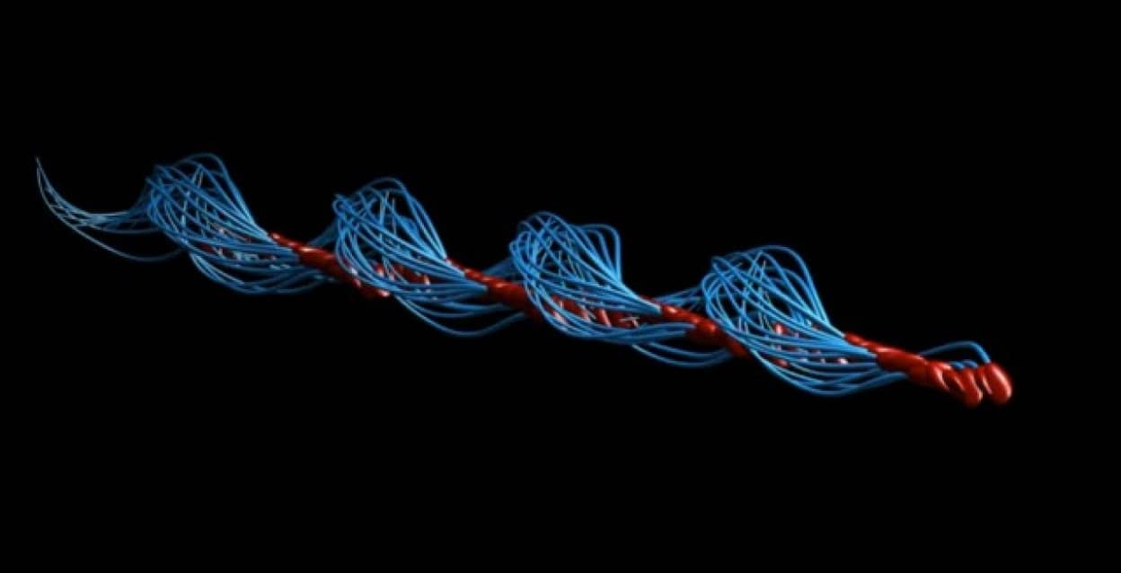 精子の泳ぎ方に関する研究