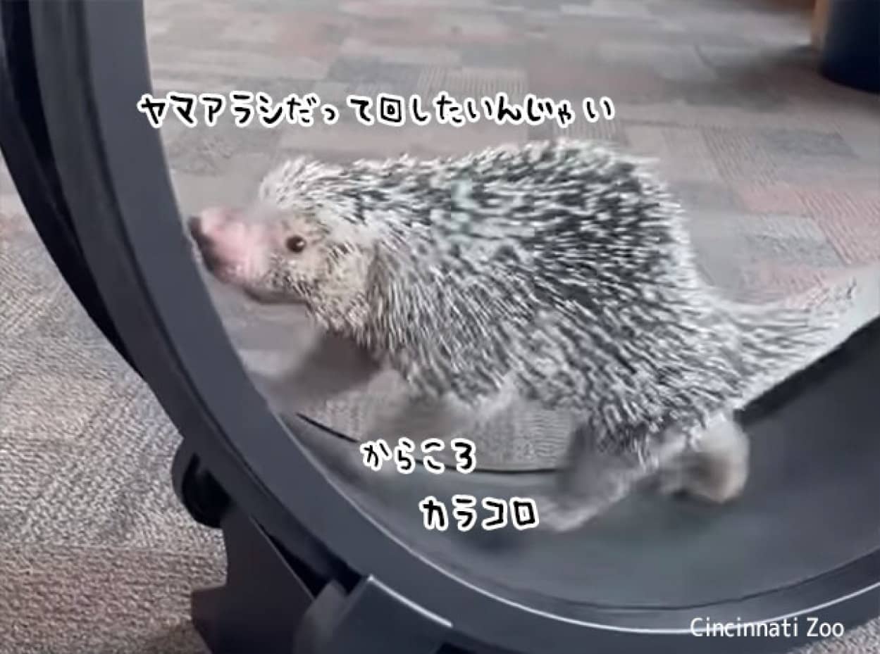 回し車を上手に回すヤマアラシ
