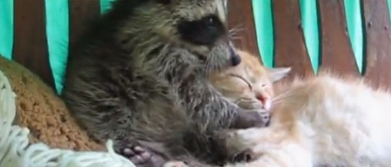 猫の顔を洗いたいアライグマ いいえ違います かわいがっているっぽいです カラパイア