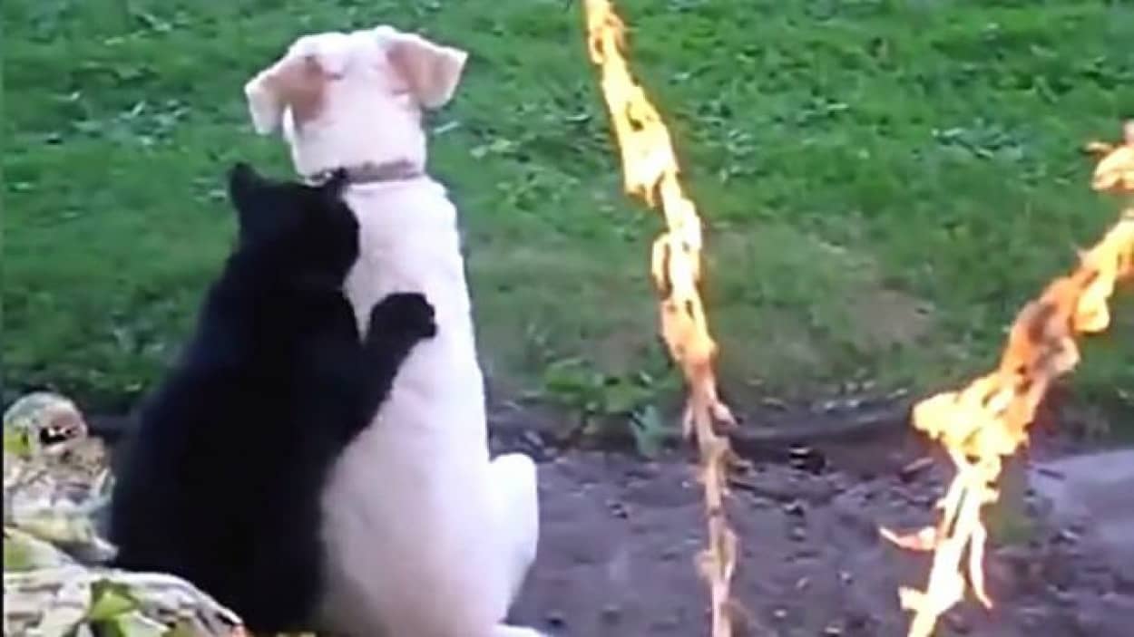 種類が違ったって大好きだから あっちもこっちも仲良しこよしな動物たち カラパイア 種類が違ったって大好きだから あっちもこっちも仲良しこよしな動物たち カラパイア