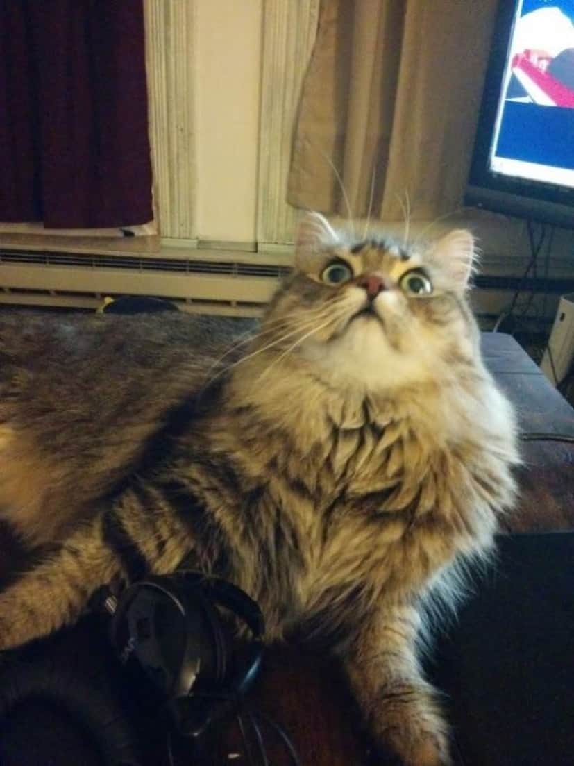 cat-5 (1)