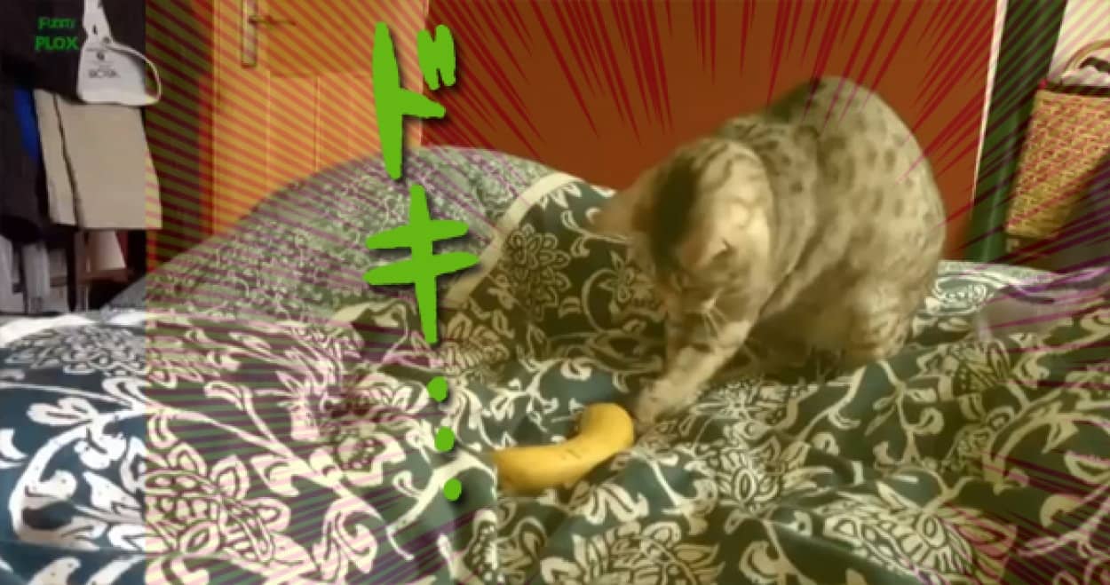 バナナ 猫 バナナ 猫