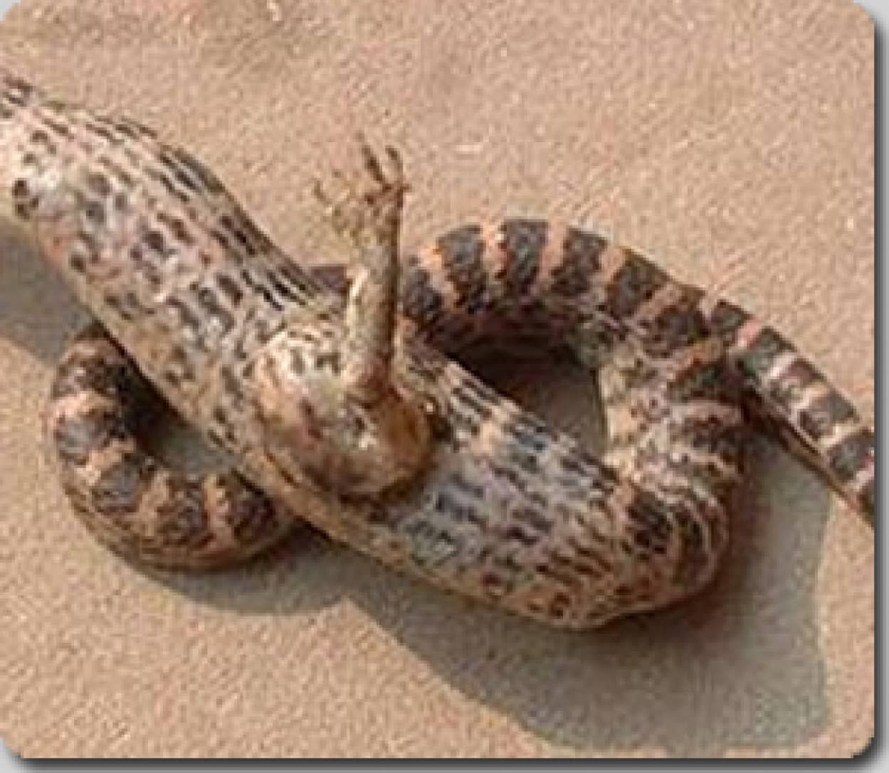 中国で脚の生えた蛇が生まれる カラパイア