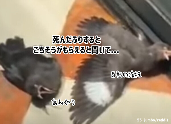 役者がすぎる！死んだふりをすると餌をもらえることを知った鳥たちの演技をご覧ください