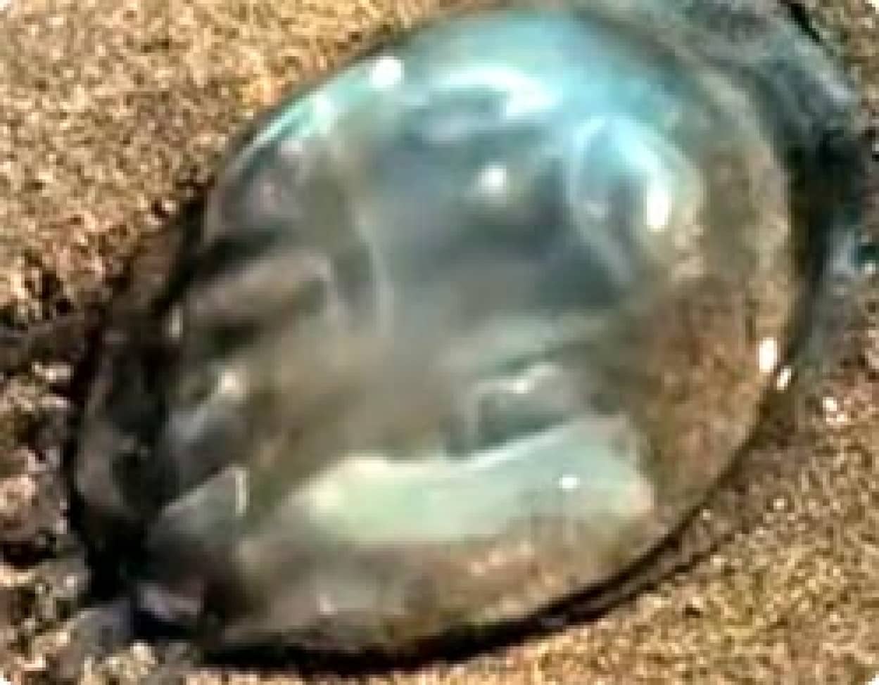 浜辺に打ち上げられたクラゲが その生涯を終えるまでを早回しで カラパイア