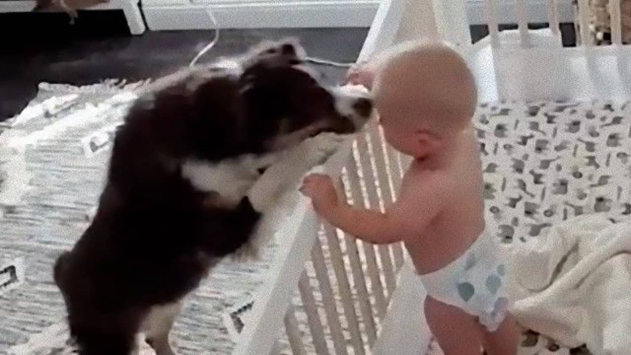 防犯カメラが映していたのはベビーシッター犬 赤ちゃんが泣くと面倒を見る犬が発見されたよ カラパイア