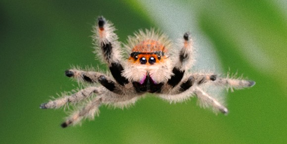 クモは理論上1年で地球上にいる全人類を食い尽くせるという研究結果 スイス スウェーデン研究 蜘蛛出演中 カラパイア