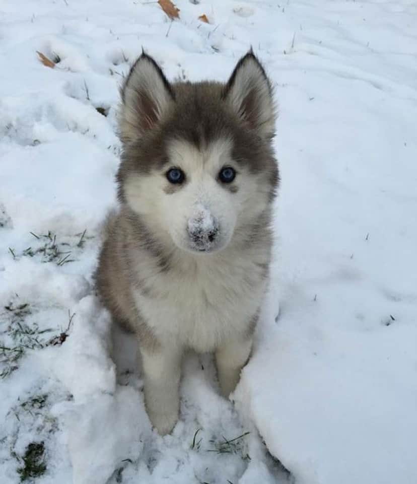 funny-animals-first-snow-cats-dogs14_e