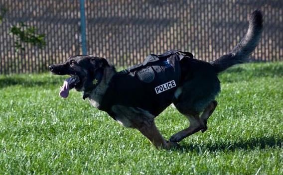 police_22