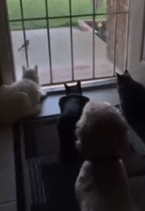 まったりと窓の外の鳥を鑑賞していた猫たちにまさかのハプニング カラパイア まったりと窓の外の鳥を鑑賞していた猫たちにまさかのハプニング カラパイア
