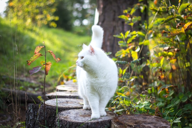 「子供たちを助けてください」野良の母猫、2匹の子猫を連れて人間の家にやってくる