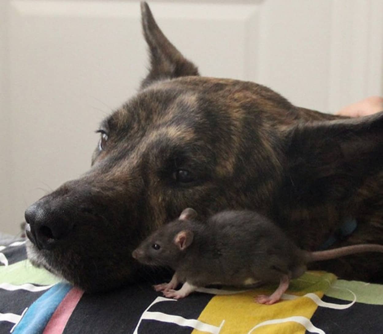 友情に大きさの違いなどない 犬とネズミの間に広がるほんわりやさしい世界 カラパイア 友情に大きさの違いなどない 犬とネズミの間に広がるほんわりやさしい世界 カラパイア