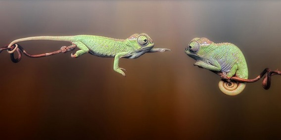 昆虫とカメレオンが大好きなカメラマンが撮影したナイスアングル画像 カラパイア 昆虫とカメレオンが大好きなカメラマンが撮影したナイスアングル画像 カラパイア