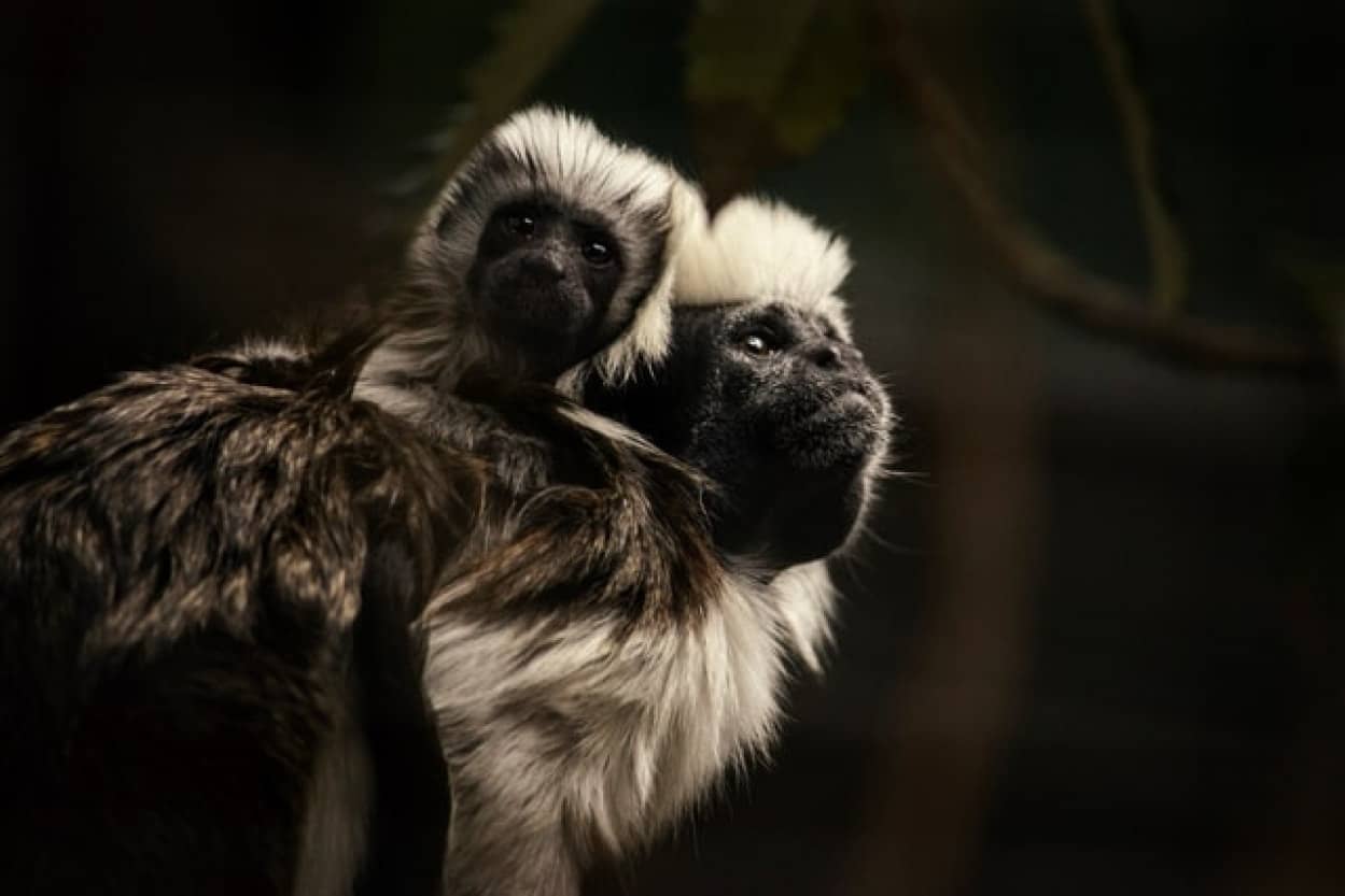 動物の利他的行動