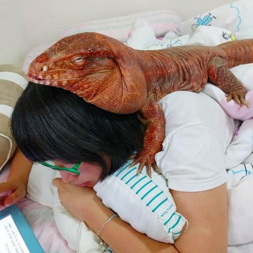 大きな体の甘えん坊 モフ毛がなくてもひんやりキュート 大型トカゲ マクガイバーさんがかわいくて カラパイア