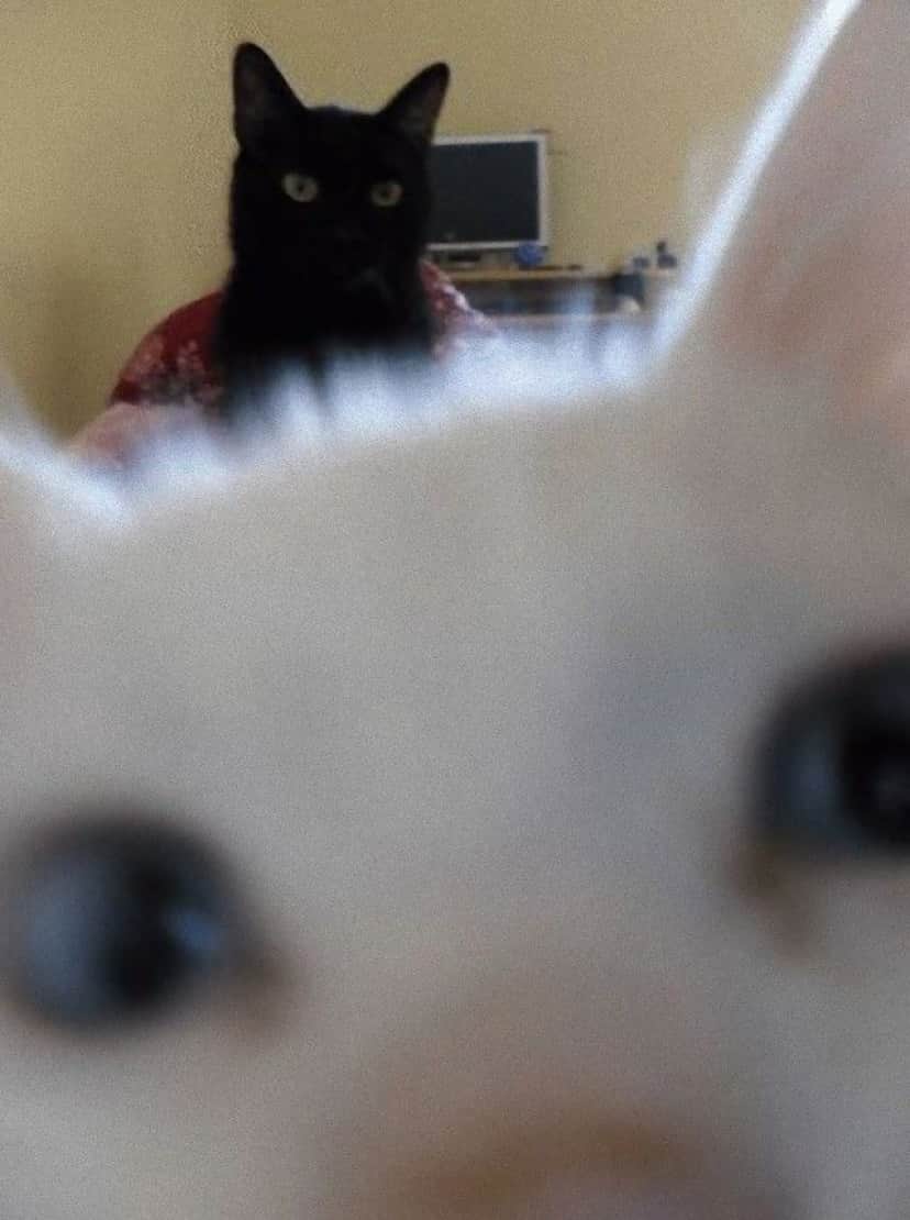 photobomb5_e
