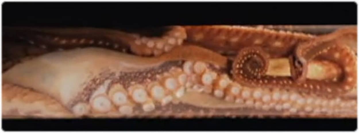 驚異のモーフィング能力 細いパイプの中もするする通り抜ける最強の軟体動物 タコ カラパイア