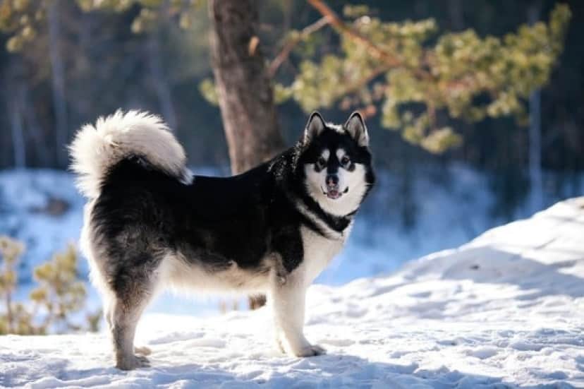 malamute2_e