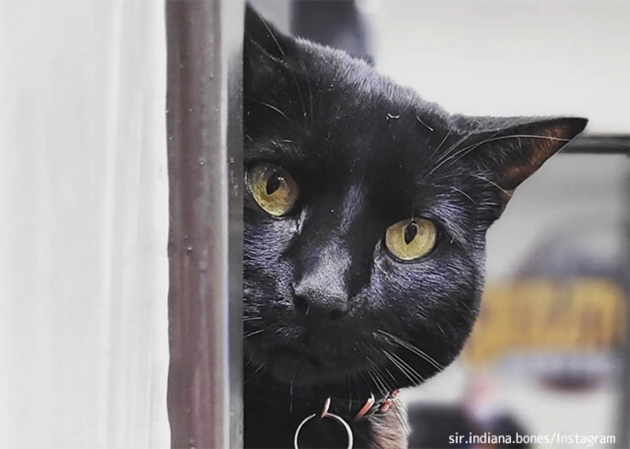 骨学博物館に勤務する猫