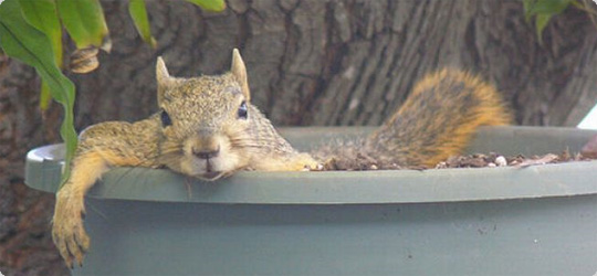 想像を絶するレベルのドングリがアンテナの中に 犯人はいったい カラパイア