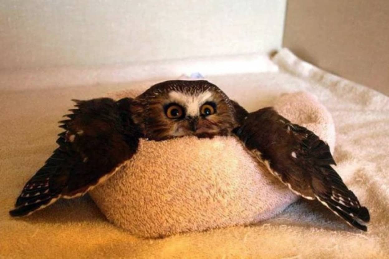 羽を広げてリラックスしているフクロウがかわいいのでコラ職人がんばる カラパイア 羽を広げてリラックスしているフクロウがかわいいのでコラ職人がんばる カラパイア