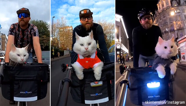 自転車の前かごに乗って散歩をするのが大好きな猫、ロンドン名物キャットに