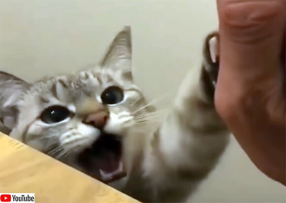 ハイタッチを求める猫