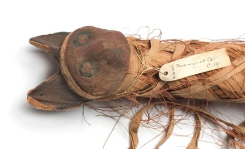 C0101823-Egyptian_mummified_cat-SPL_WEB_e