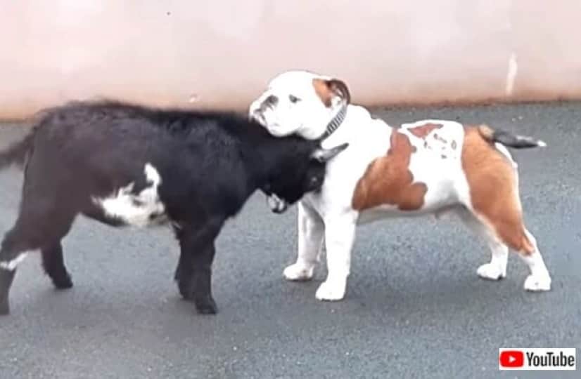puppyngoat2_640