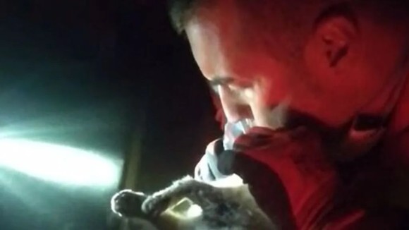 火山噴火に巻き込まれ心肺停止に陥った猫、救急隊員の蘇生で生き返る