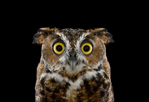 撮影するのが難しいフクロウをここまで精悍に接写 イケメンフクロウ図鑑 カラパイア 撮影するのが難しいフクロウをここまで精悍に接写 イケメンフクロウ図鑑 カラパイア