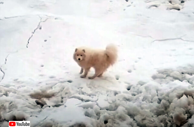 北極海の流氷に取り残されてしまった犬、一週間以上たって発見され無事救出される