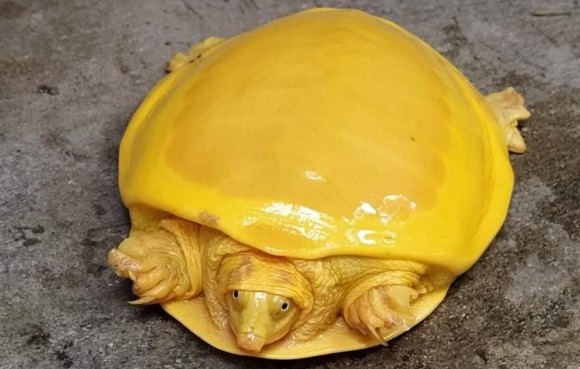 全身黄色の珍しい亀が発見される