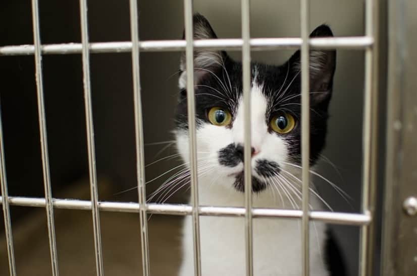 cat-3041236_640