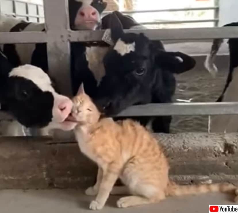牛も猫の魅力にはあらがえなかった 1匹の猫を牛が総出でグルーミング カラパイア 牛も猫の魅力にはあらがえなかった 1匹の猫を牛が総出でグルーミング カラパイア