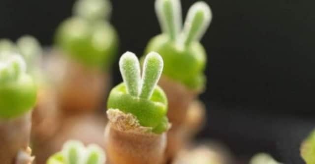 ウサギじみてる多肉植物 ウサ耳がぐんぐん伸びてく モニラリア オブコニカ カラパイア