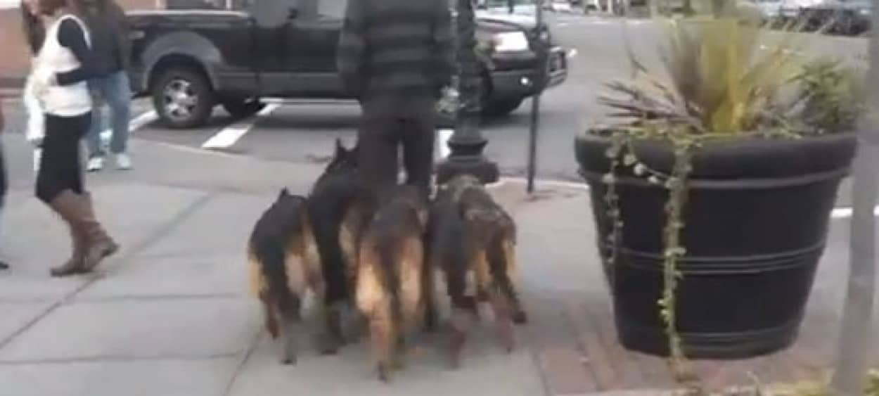 最強のセキュリティーガード シェパード5匹が密着護衛して歩く男性 カラパイア