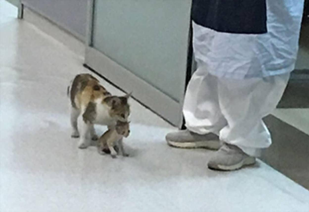 猫が人間の病院に子猫を運ぶ