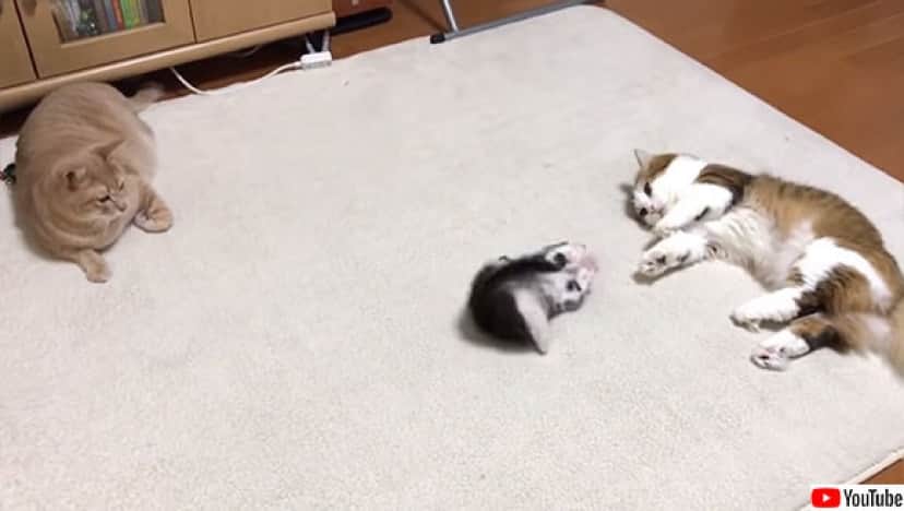 結果大オーライ かわいい子猫が大人猫の喧嘩を防ぐ方法は人間の喧嘩にも効果的かも カラパイア